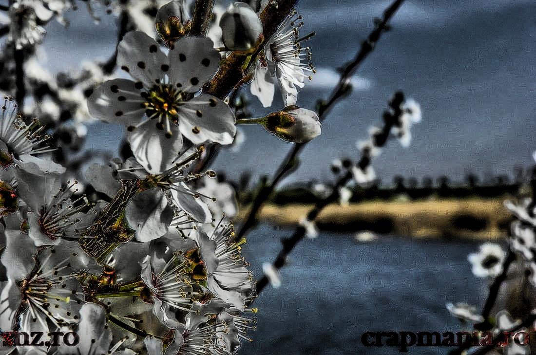 Cupa SBS-2013 - 1010792hdrmode2.JPG